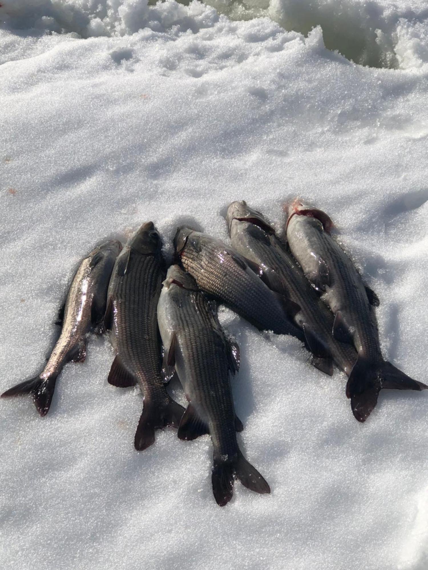 Pasvik Taiga Hotel Skogfoss Luaran gambar